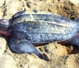 Leatherback Sea Turtle 3