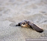 Leatherback Sea Turtle 4