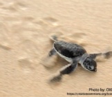 Leatherback Sea Turtle 6