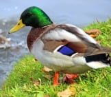 Mallard Duck Drake