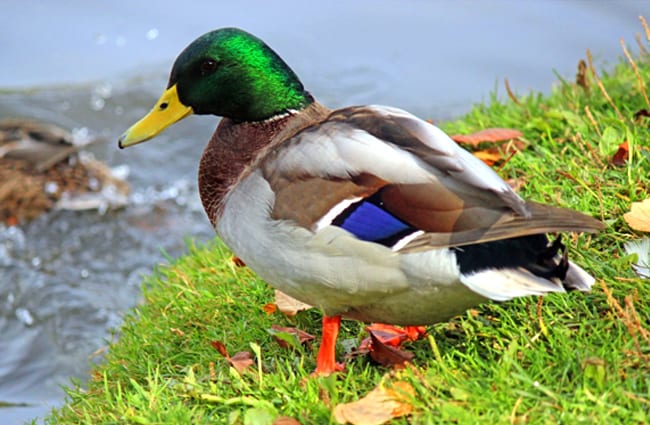 Mallard Duck Description Habitat Image Diet And Interesting Facts