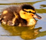 Mallard Duckling Swimming On A Pond.