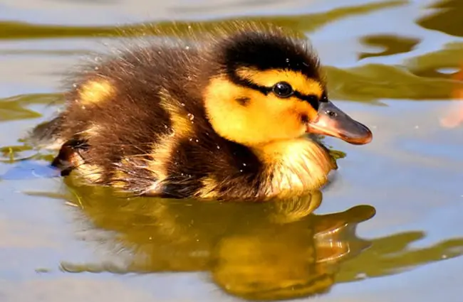 Mallard duckling swimming on a pond.