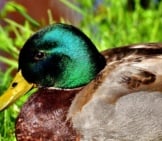 Closeup Of A Mallard Duck Drake&#039;S Colorful Head.