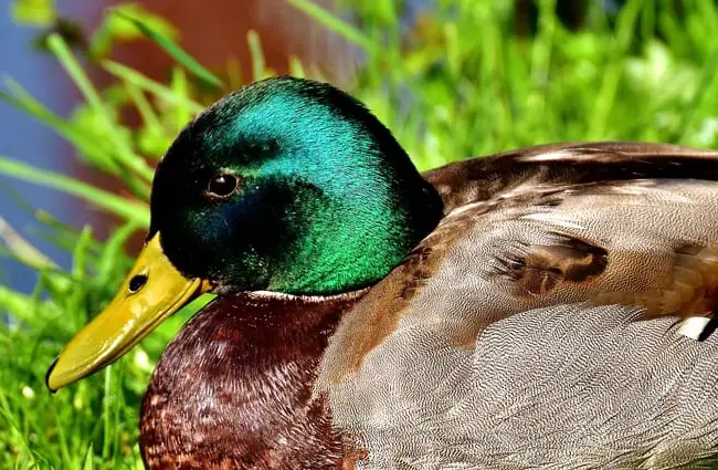 Closeup of a mallard duck drake&#039;s colorful head.