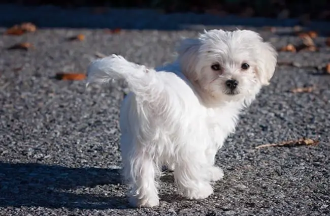 is a maltese a terrier