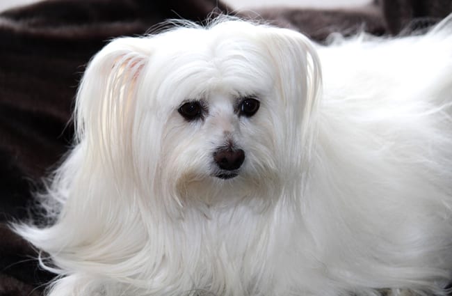 Maltese - Description, Energy Level, Health, Image, and Interesting Facts
