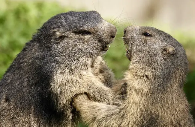 Marmot - Description, Habitat, Image, Diet, and Interesting Facts