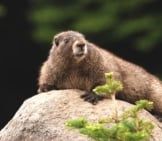 Marmot 4