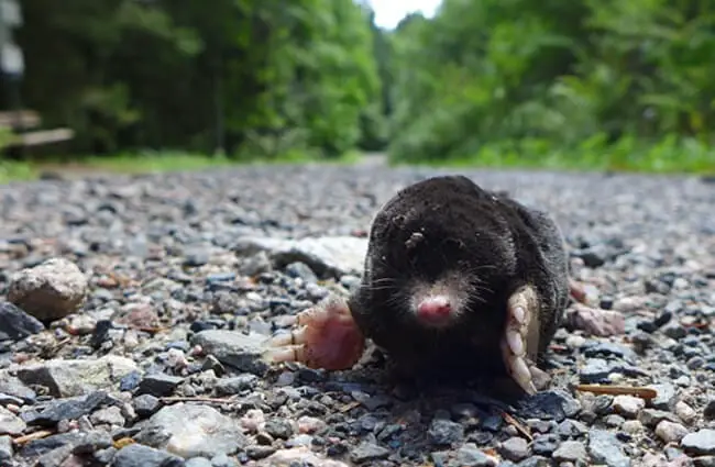 Mole - Description, Habitat, Image, Diet, and Interesting Facts