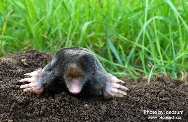 Mole - Description, Habitat, Image, Diet, and Interesting Facts