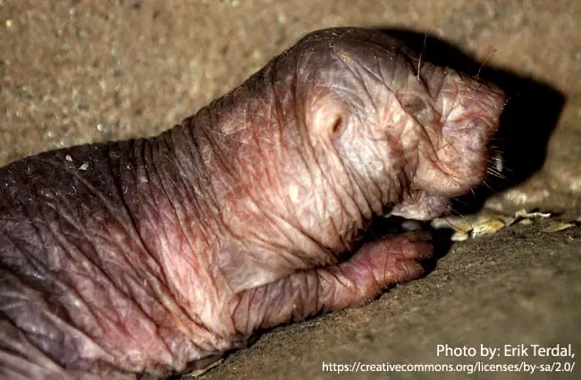 Naked Mole Rat - Description, Habitat, Image, Diet, and Interesting Facts