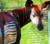 The Okapi, Looking Back At The Camera.photo By: (C) Kwiktor Www.fotosearch.com