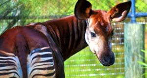 The okapi, looking back at the camera.Photo by: (c) kwiktor www.fotosearch.com