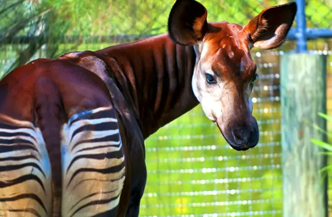 Okapi - Description, Habitat, Image, Diet, and Interesting Facts