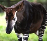 The Okapi, Known As The Forest Giraffe. Photo By: (C) Mohanaantonmeryl Www.fotosearch.com