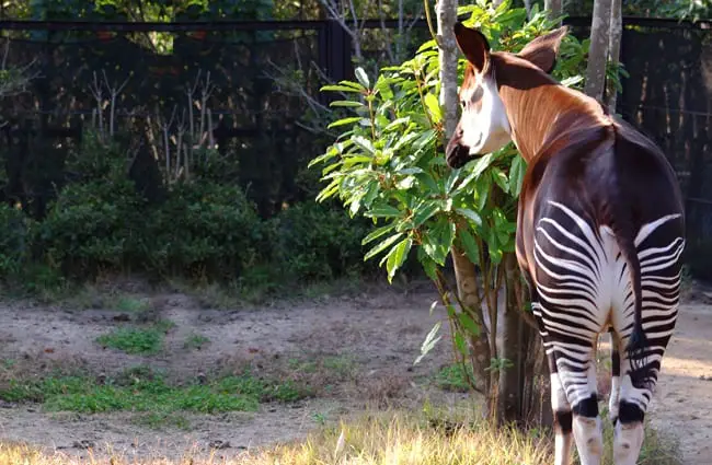 Okapi from the rear, showing off her beautiful stripes. Photo by: nachans https://creativecommons.org/licenses/by/2.0/ 