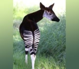 The Okapi, With Its Beautiful, Rich Brown Coat, And Striped Hind Quarters. Photo By: Derek Keats Https://Creativecommons.org/Licenses/By/2.0/