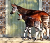 Okapi Mother And Baby. Photo By: Alan E Https://Creativecommons.org/Licenses/By/2.0/