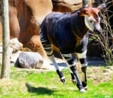 Okapi Trotting Around Its Zoo Habitat. Photo By: Procharles Barilleaux Https://Creativecommons.org/Licenses/By/2.0/