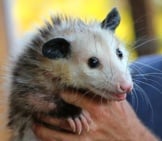 Opossum 4