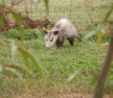Opossum 5