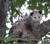 Opossum 6