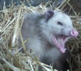 Opossum 7