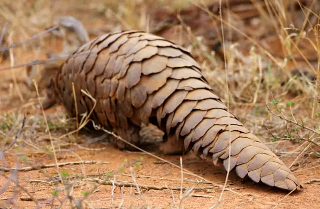 Ground Pangolin at Madikwe Game Reserve in South Africa. Photo by: David Brossard https://creativecommons.org/licenses/by-sa/2.0/
