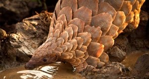 Pangolin drinking at the water hole.Photo by: Tikki Hywood Trusthttps://creativecommons.org/licenses/by-sa/2.0/