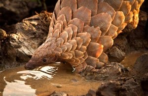 Pangolin drinking at the water hole.Photo by: Tikki Hywood Trusthttps://creativecommons.org/licenses/by-sa/2.0/