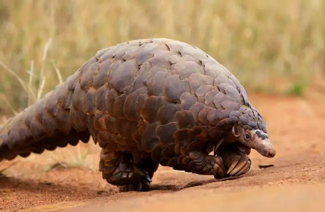 Large pangolin crossing a trail. David Brossard www.creativecommons.org/licenses/by-sa/2.0/