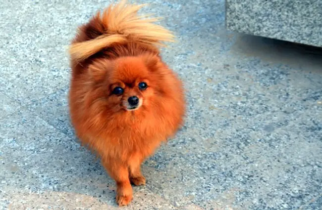 ginger pomeranian puppy