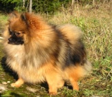 Pomeranian 4
