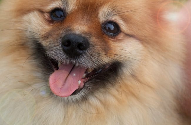 pomeranians in hot weather