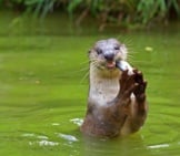 River Otter Eating A Fish. Photo By: (C) Kjorgen Www.fotosearch.com