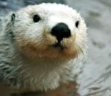 Closeup Of An Adorable Arctic White Sea Otter.photo By: (C) Neelsky Www.fotosearch.com