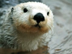 Closeup of an adorable arctic white sea otter.Photo by: (c) neelsky www.fotosearch.com
