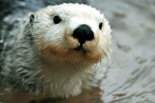 Closeup of an adorable arctic white sea otter.Photo by: (c) neelsky www.fotosearch.com