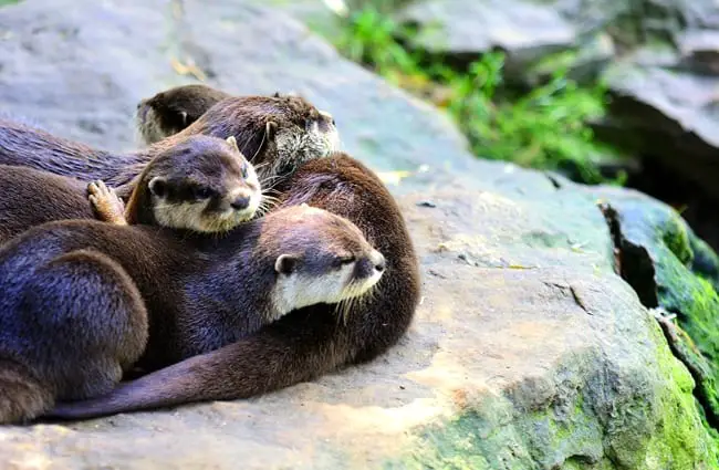 A family of river otters cuddled together.