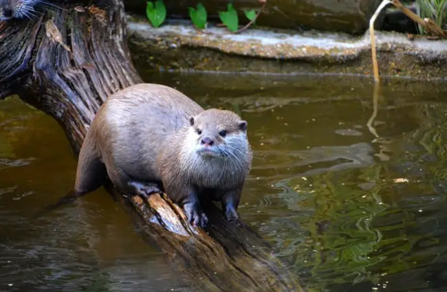 River otter on a log in the water.