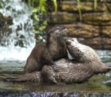 A Pair Of Otters Playing Near The Water&#039;S Edge.