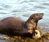 Sea Otter 3