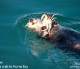 Sea Otter 6