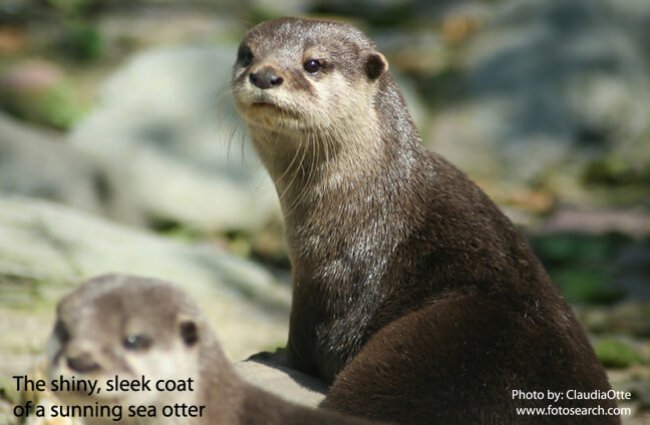 Sea Otter - Description, Habitat, Image, Diet, and Interesting Facts