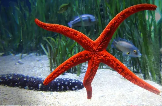 Sea Star - Description, Habitat, Image, Diet, and Interesting Facts