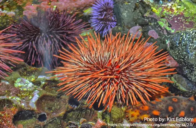 Sea Urchin Description Habitat Image Diet And Interesting Facts