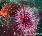 Sea Urchin 2