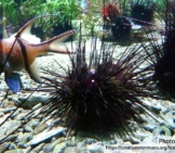 Sea Urchin 3