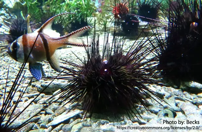 Sea Urchin - Description, Habitat, Image, Diet, and Interesting Facts